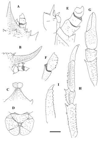 Munidopsis bracteosa