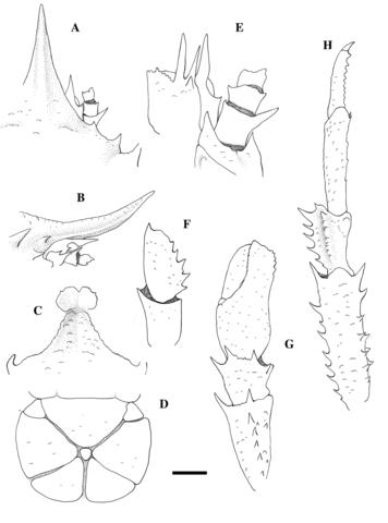 Munidopsis hirsuta