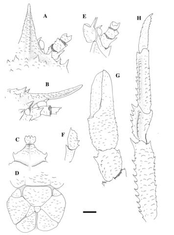 Munidopsis scotti