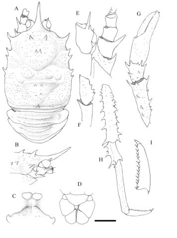 Munidopsis tiburon