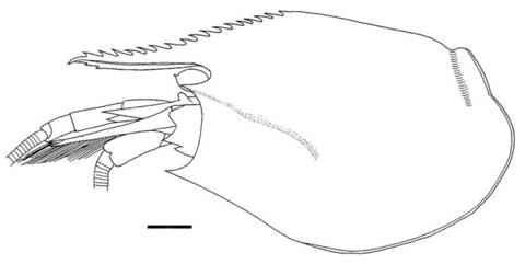 Carapace and cephalic appendages, lateral