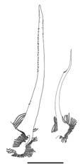 First (left) and second (right) pleopods of male; scale bar 2 mm