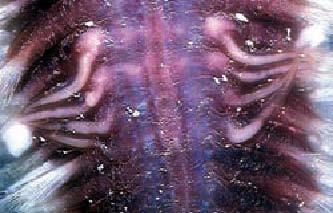 Ventral view in vivo of the segments 11-14 showing the sexual elongated papillae