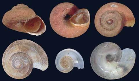 Lurifax vitreus