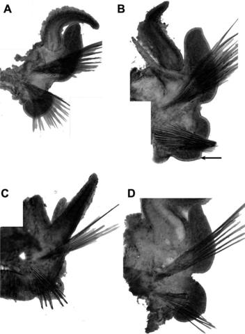 Light microscopic photographs of lactic-acid mounted parapodia showing ‘‘nipple’’ (arrow) on neuropodial lamella