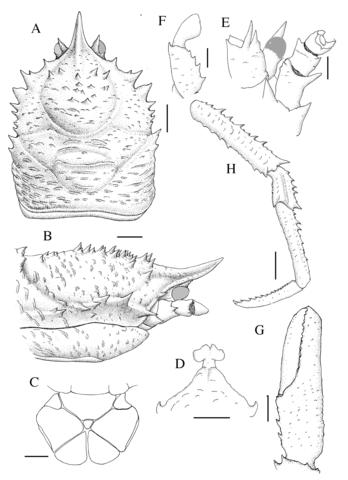 Munidopsis hirtella