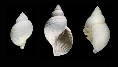 Phymorhynchus major & Phymorhynchus starmeri