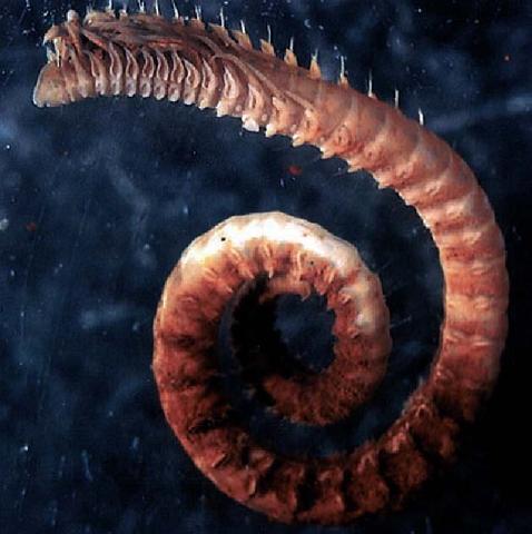 Habitus (preserved specimen) Ó Ifremer. Box: Distal part of notopodial hooded hook (SEM)