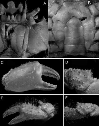 Trichopeltarion janetae male holotype, cl 28.0 mm, cw 26.3 mm