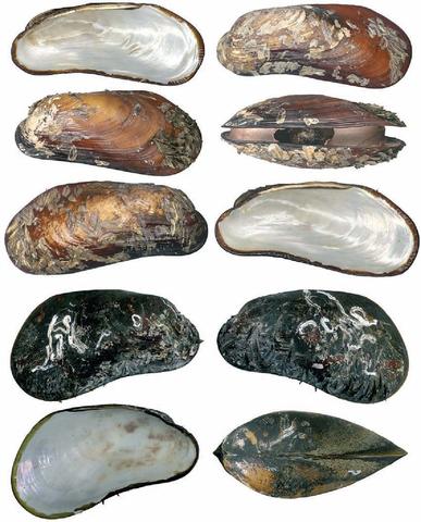 Bathymodiolus thermophilus