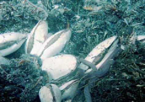 Specimens among a Calyptogena magnifica clump at East Pacific Rise: 17°S; cruise Biospeedo © Ifremer