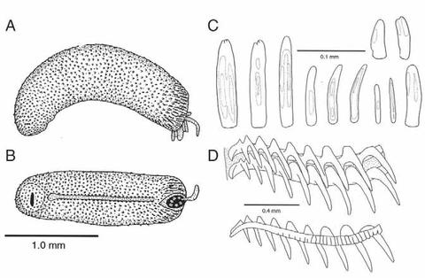 Helicoradomenia bisquama
