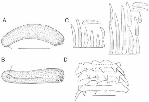 Helicoradomenia juani