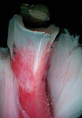 Anterior end of the animal showing obturaculum and branchial filaments; cruise TUIM 06