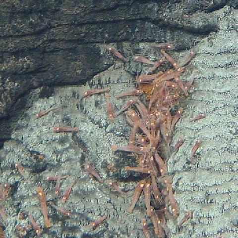In situ aggregation on crevice of suphide edifice, Lucky Strike site during Exomar cruise © Ifremer