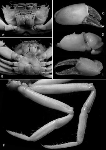 Neopilumnoplax nieli, male holotype, cl 14.7 mm, cw 19.0 mm