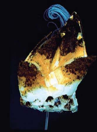 Large specimen (2.1 cm high), right side, with two juveniles lacking ferromanganese deposit; Mariana Back-Arc Basin