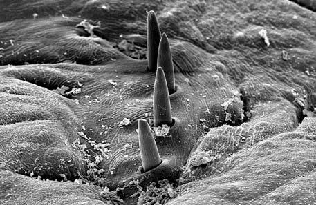 Neuropodium of chaetiger III with four acicular spines (SEM)