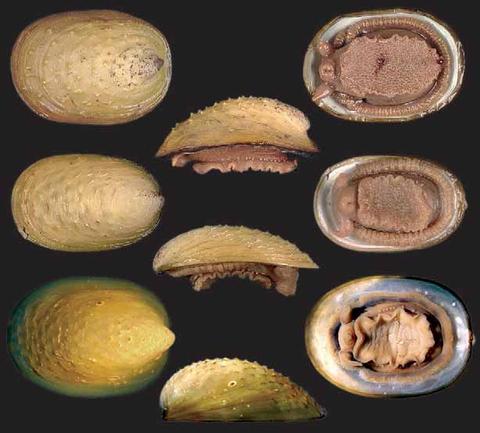 Various species of Nodopelta