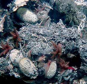In situ Nodopelta sp. among alvinellid worms; East Pacific Rise: 13°N, Phare cruise