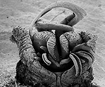 Buccal part of a male specimen showing the sexual grooved tentacles and dorsal view (SEM)