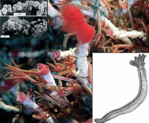 Paralvinella (Paralvinella) palmiformis