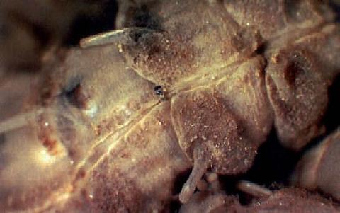 Dorsal view of the posterior part of a specimen collected at the Rainbow vent field