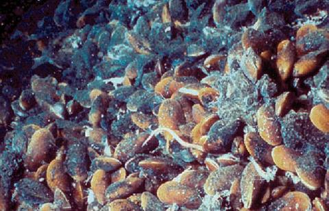 In situ view of a specimen on a mussel bed of Bathymodiolus brevior, at Lau Basin; cruise Biolau © Ifremer