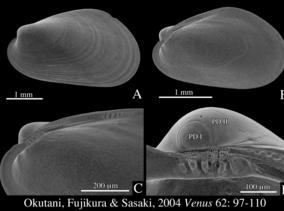 Bathymodiolus securiformis