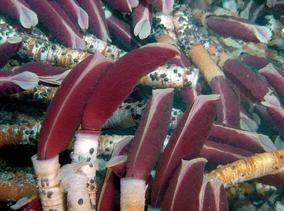 Population in situ from East Pacific Rise: 13°N; cruise Phare